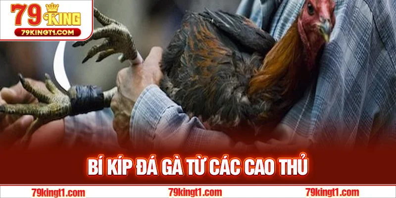 Bí kíp đá gà từ các cao thủ