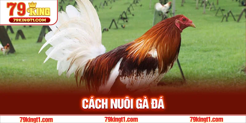 Cách Nuôi Gà Đá - Bí Quyết Để Sở Hữu Chiến Kê Mạnh Mẽ